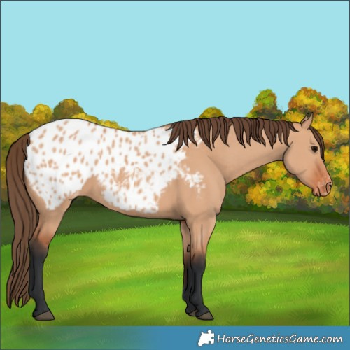 Horse Color:Bay Dun Appaloosa
