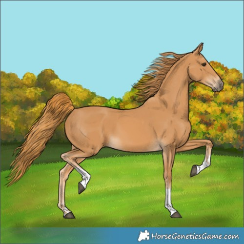 Horse Color:Chestnut Tobiano 