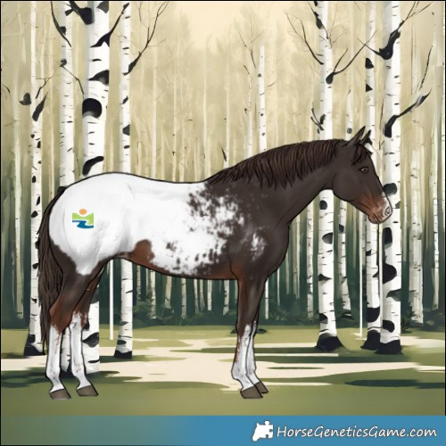 Horse Color:White Spotted Liver Chestnut Snowcap 