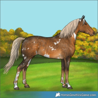 Horse Color:White Spotted Chocolate Palomino 