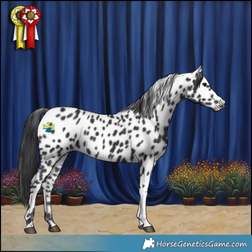 Horse Color:Black Tobiano Appaloosa Rabicano