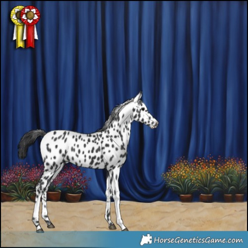 Horse Color:Black Tobiano Appaloosa Rabicano 