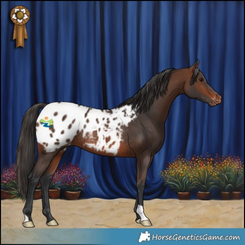 Horse Color:Brown Appaloosa Rabicano 