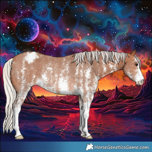 Horse Color:Silver Bay Sabino Appaloosa Rabicano 