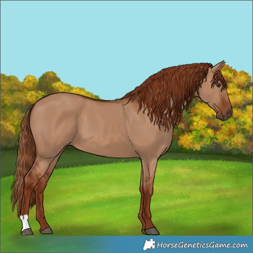 Horse Color:Red Dun