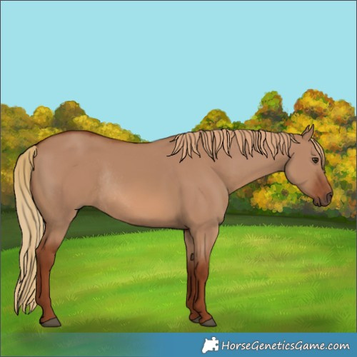 Horse Color:Red Dun Rabicano 