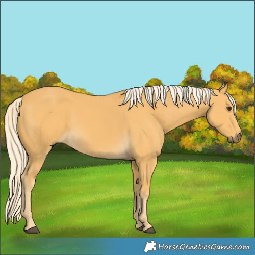 Horse Color:Palomino 