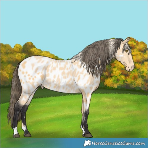 Horse Color:Palomino Appaloosa and Buckskin Appaloosa