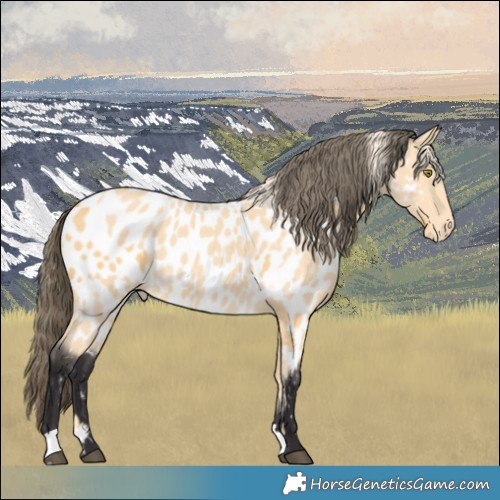 Horse Color:Palomino Near Leopard  and Buckskin Near Leopard 