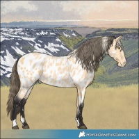 Horse Color:Palomino Near Leopard  and Buckskin Near Leopard 