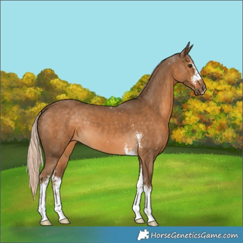 Horse Color:Chocolate Palomino Sabino