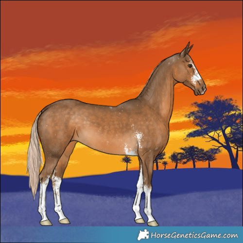 Horse Color:Chocolate Palomino Sabino 