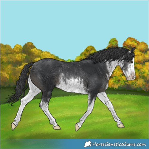 Horse Color:White Spotted Black Rabicano