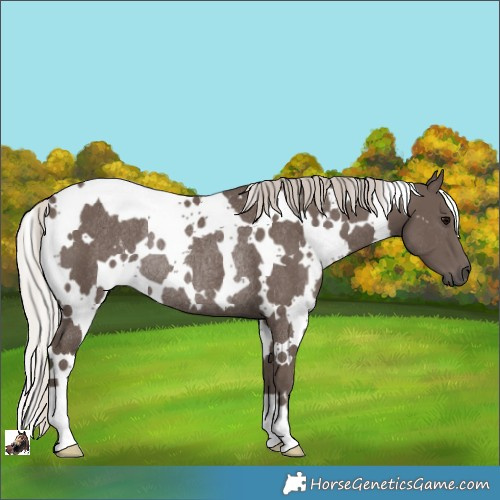 Horse Color:White Spotted Silver Black Rabicano