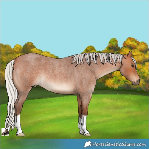 Horse Color:Silver Bay Roan 
