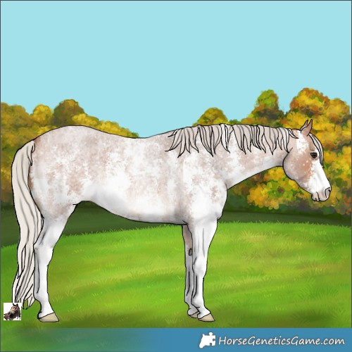 Horse Color:Silver Bay Roan Sabino