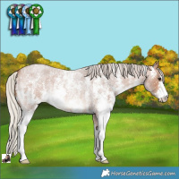Horse Color:Silver Bay Roan Sabino