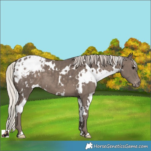 Horse Color:White Spotted Silver Black Varnish