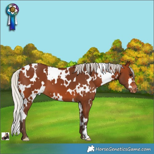 Horse Color:White Spotted Silver Brown Appaloosa