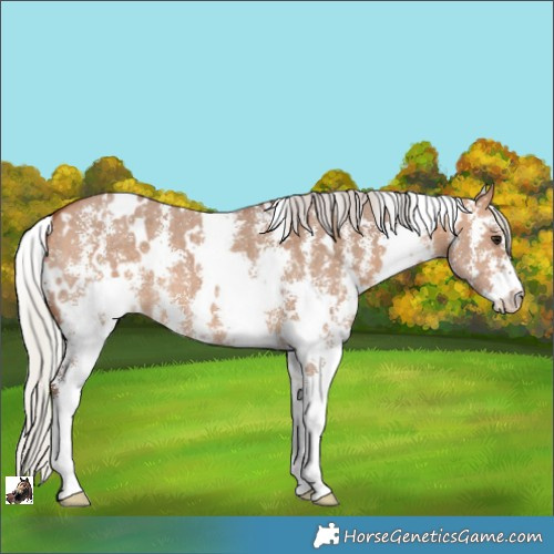 Horse Color:White Spotted Silver Bay Dun Sabino