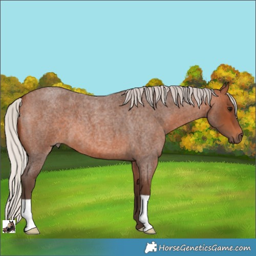 Horse Color:Silver Brown Roan 