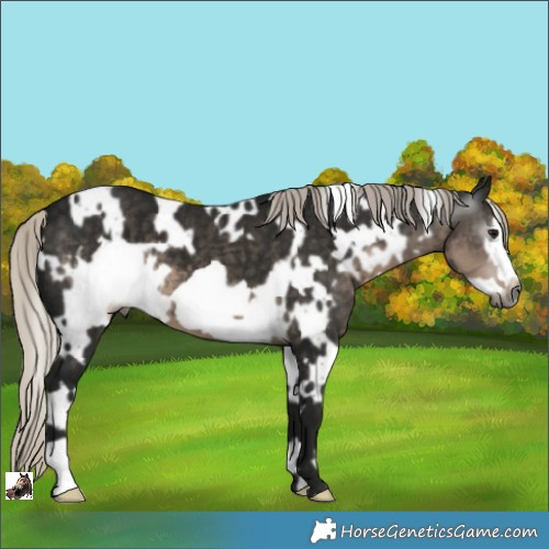 Horse Color:Gray White Spotted Silver Smoky Black Frame