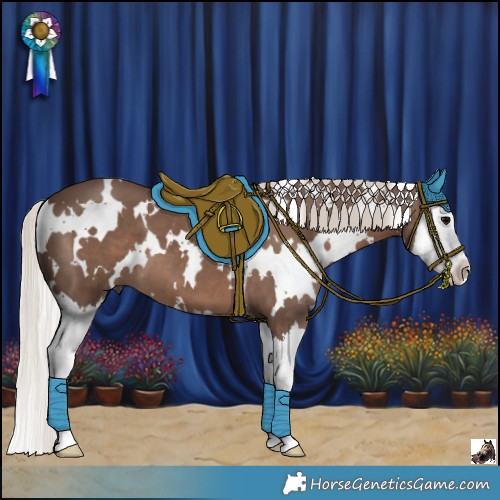 Horse Color:White Spotted Silver Black Splash