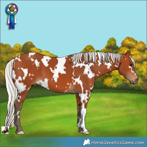 Horse Color:White Spotted Silver Bay 