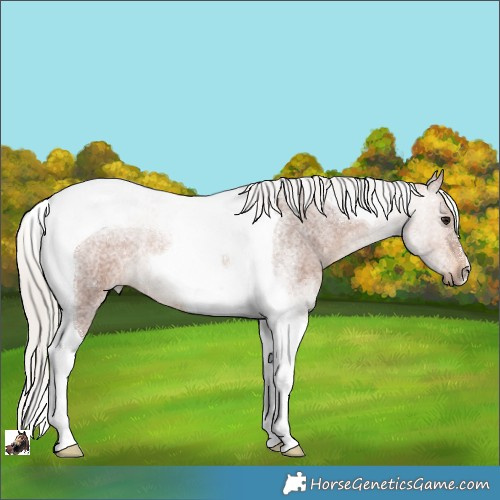 Horse Color:Silver Brown Roan Tobiano Rabicano
