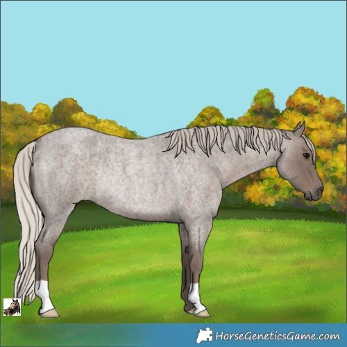 Horse Color:Silver Blue Roan Rabicano