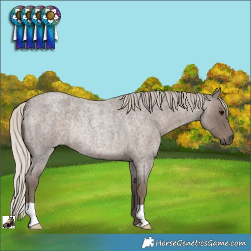 Horse Color:Silver Blue Roan Rabicano 