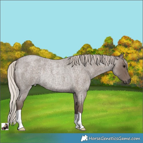 Horse Color:Silver Blue Roan Rabicano