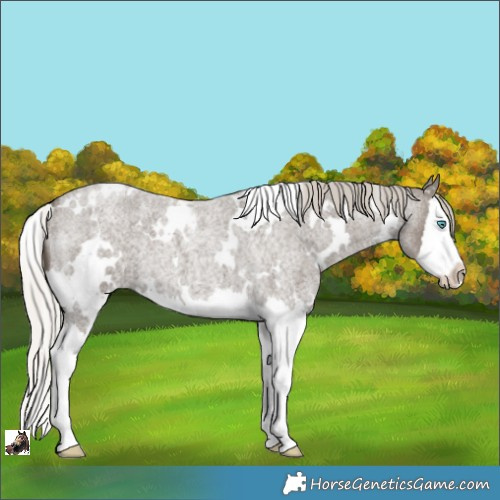 Horse Color:White Spotted Silver Smoky Blue Roan Splash
