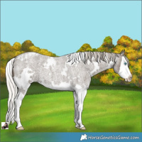 Horse Color:White Spotted Silver Smoky Blue Roan Splash 