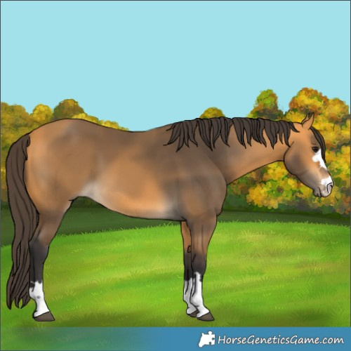 Horse Color:Buckskin 