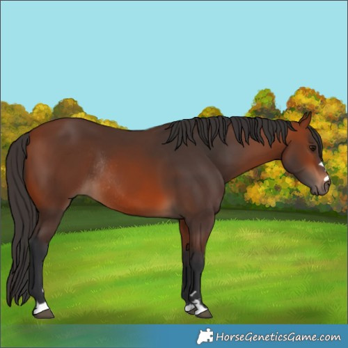 Horse Color:Bay Rabicano 