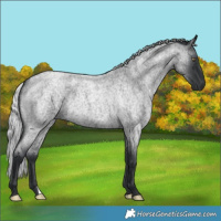 Horse Color:Silver Blue Chinchilla Roan