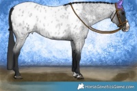 Horse Color:Blue Roan Splash Appaloosa 