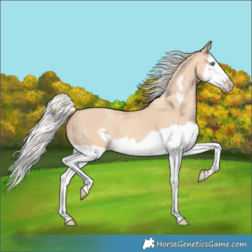 Horse Color:Silver Classic Champagne Dun Splash Frame 