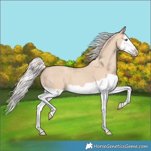 Horse Color:Silver Classic Champagne Dun Splash Frame 