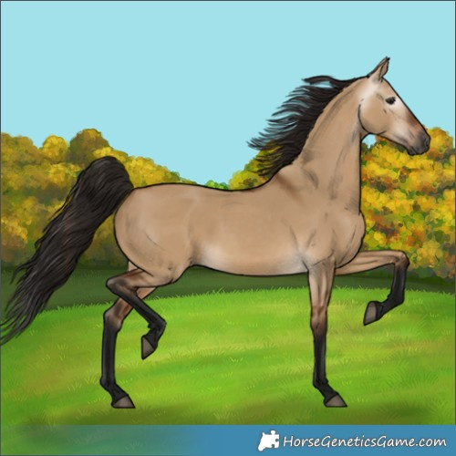 Horse Color:Gray Bay Dun 