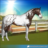 Horse Color:Gray Bay Splash Tobiano Near Leopard Rabicano 