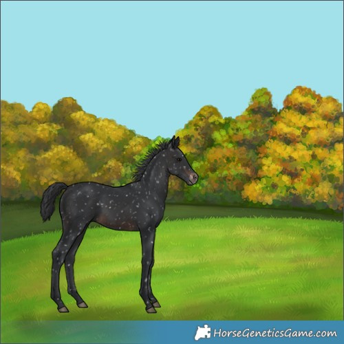 Horse Color:Brown Appaloosa 