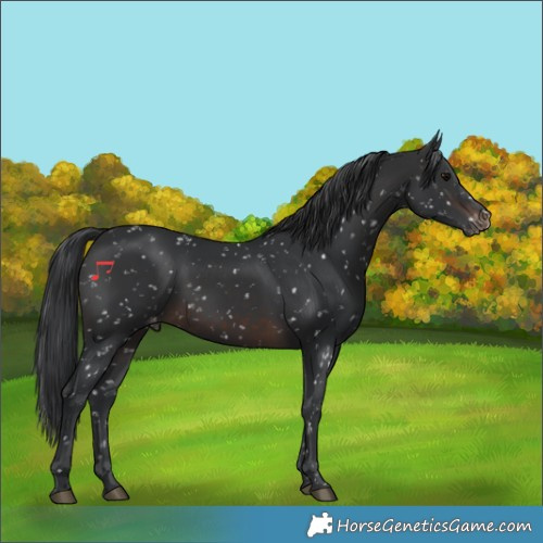 Horse Color:Brown Snowflake Varnish