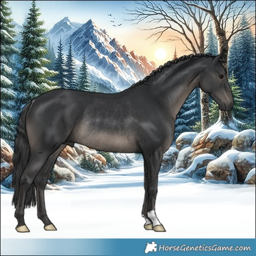 Horse Color:Black Rabicano