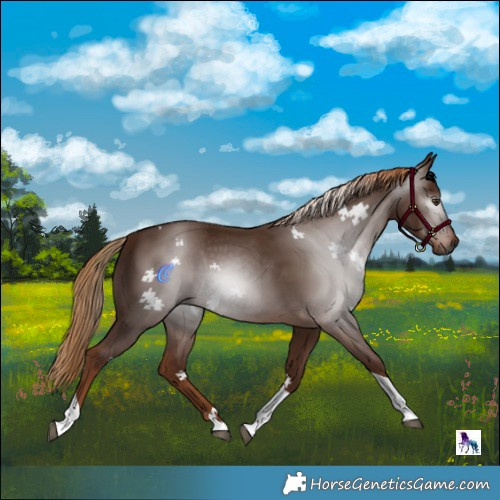 Horse Color:Gray Chestnut Tobiano
