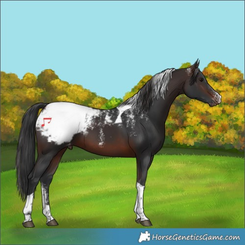 Horse Color:Powder White Brown Tobiano Appaloosa 