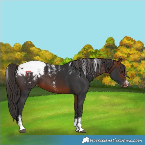 Horse Color:Powder White Bay Appaloosa