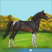 Horse Color:Brown Tobiano Varnish