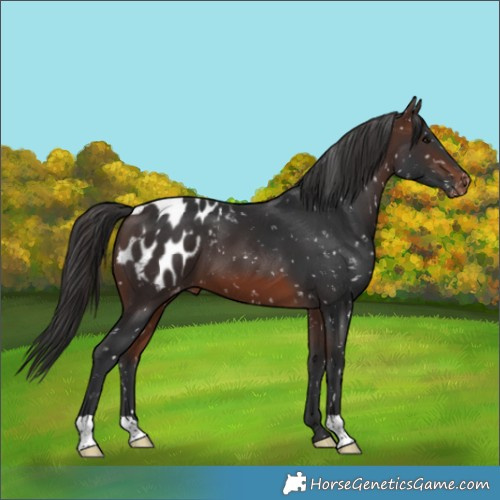Horse Color:Brown Appaloosa 